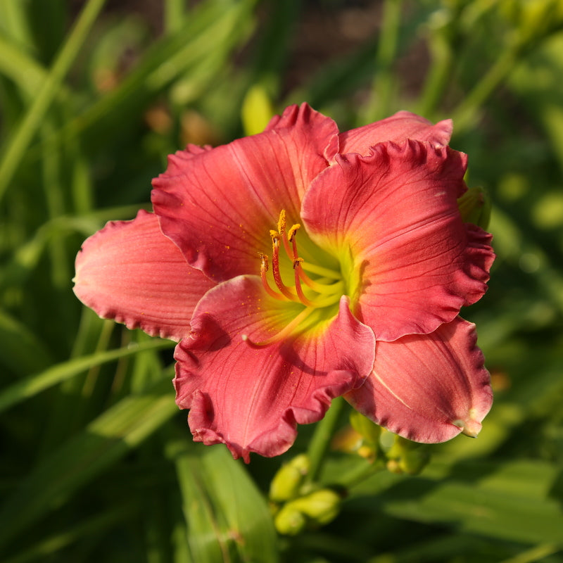 Dynamite Returns Daylily from Oakes Daylilies