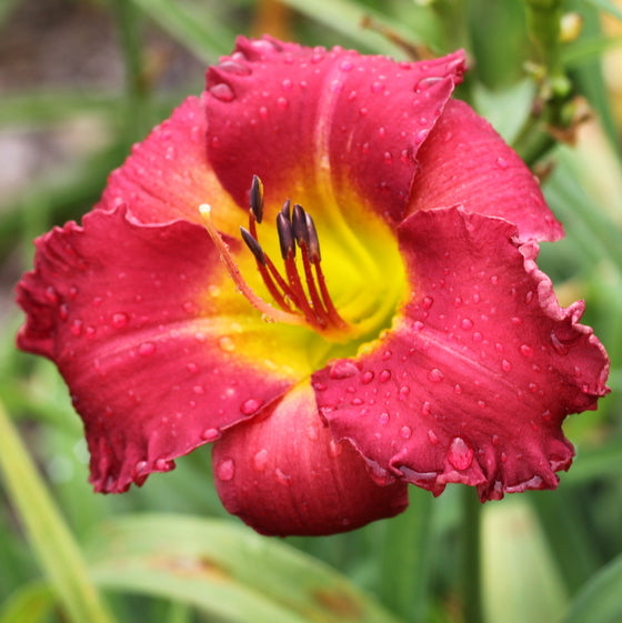 Earlybird Cardinal Daylily from Oakes Daylilies
