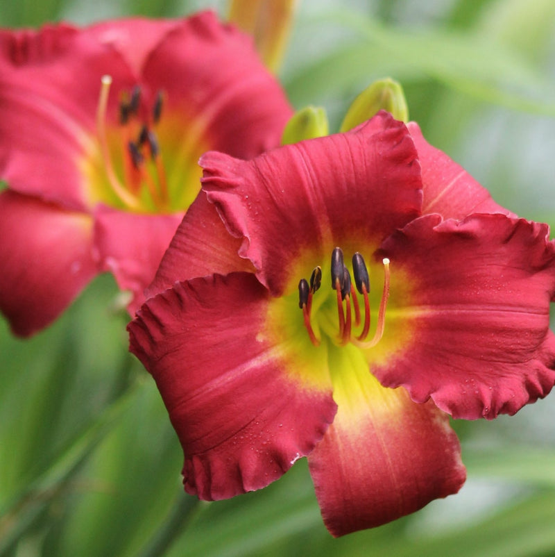 Earlybird Cardinal Daylily from Oakes Daylilies