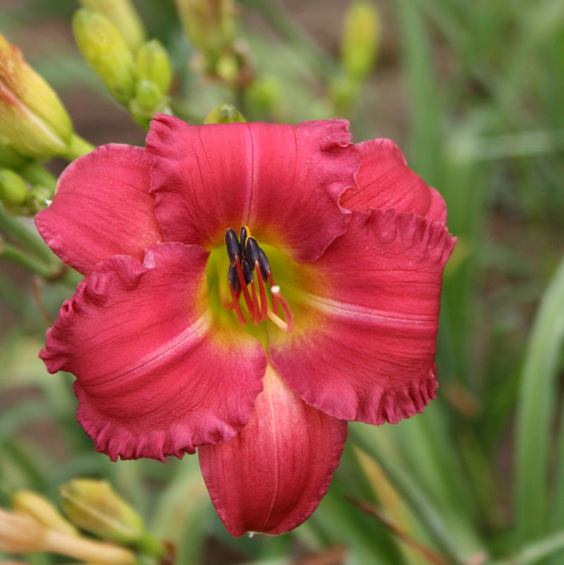 Earlybird Cardinal Daylily from Oakes Daylilies