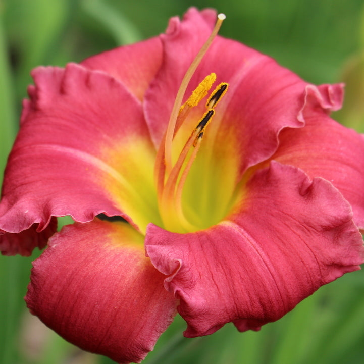 Earlybird Cardinal Daylily from Oakes Daylilies