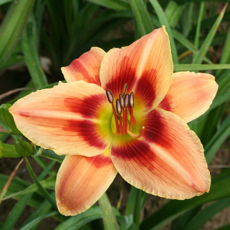 Eccentricity Daylily from Oakes Daylilies