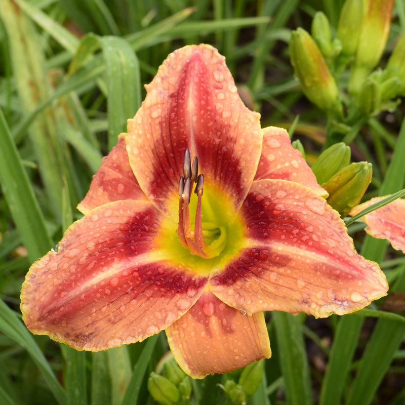 Eccentricity Daylily from Oakes Daylilies