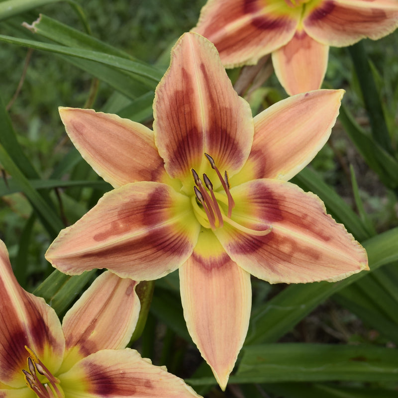 Eccentricity Daylily from Oakes Daylilies