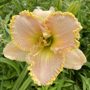 Ed Brown Daylily from Oakes Daylilies