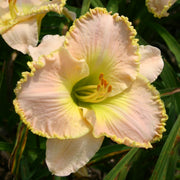 Ed Brown Daylily from Oakes Daylilies