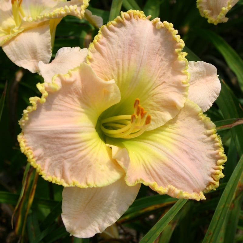 Ed Brown Daylily from Oakes Daylilies