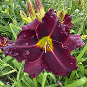 Ed Murray Daylily from Oakes Daylilies