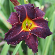 Ed Murray Daylily from Oakes Daylilies