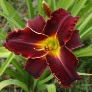 Ed Murray Daylily from Oakes Daylilies