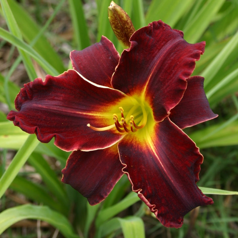 Ed Murray Daylily from Oakes Daylilies