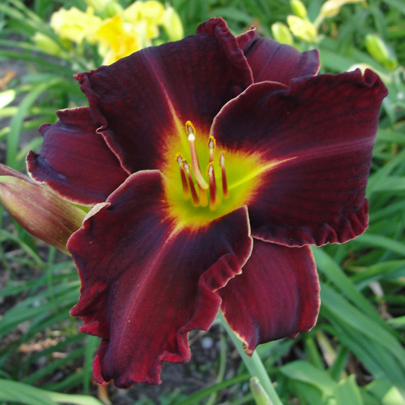 Ed Murray Daylily from Oakes Daylilies