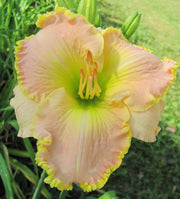 Ed Brown Daylily from Oakes Daylilies