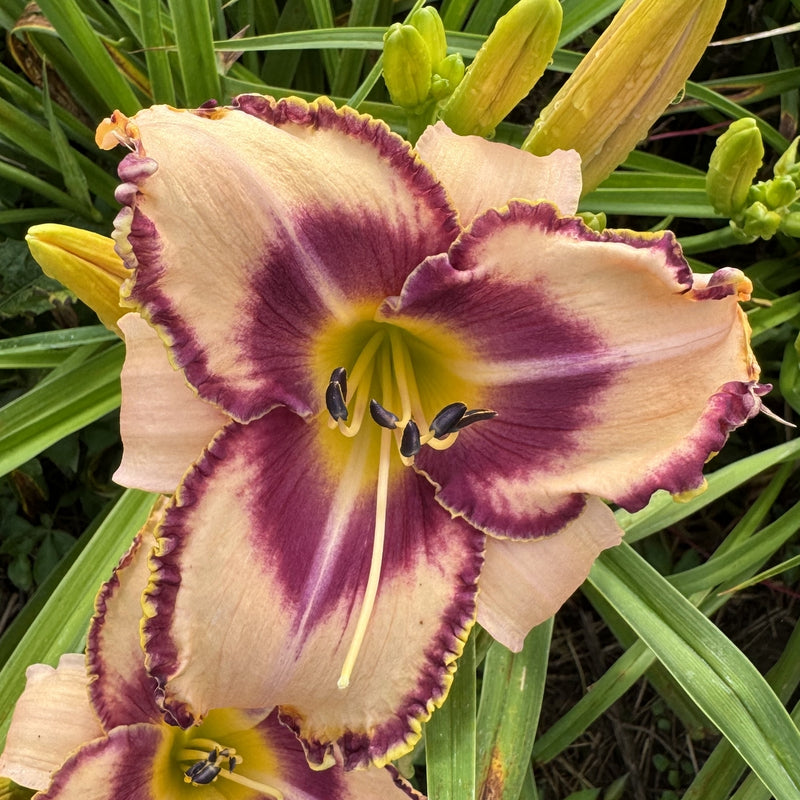 Edge of Your Seat Daylily from Oakes Daylilies