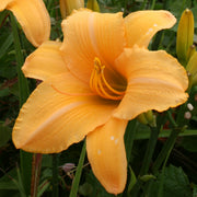 Egyptian Spice Daylily from Oakes Daylilies