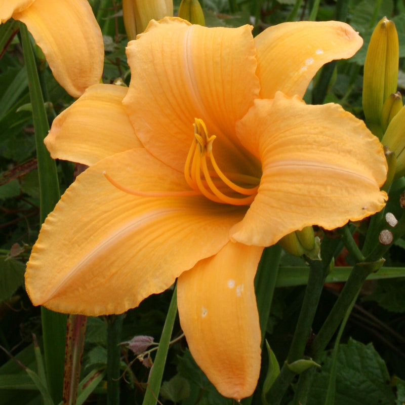 Egyptian Spice Daylily from Oakes Daylilies