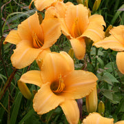 Egyptian Spice Daylily from Oakes Daylilies