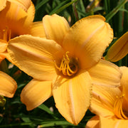 Egyptian Spice Daylily from Oakes Daylilies