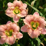 Elegant Candy Daylily from Oakes Daylilies