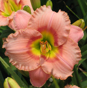 Elegant Candy Daylily from Oakes Daylilies