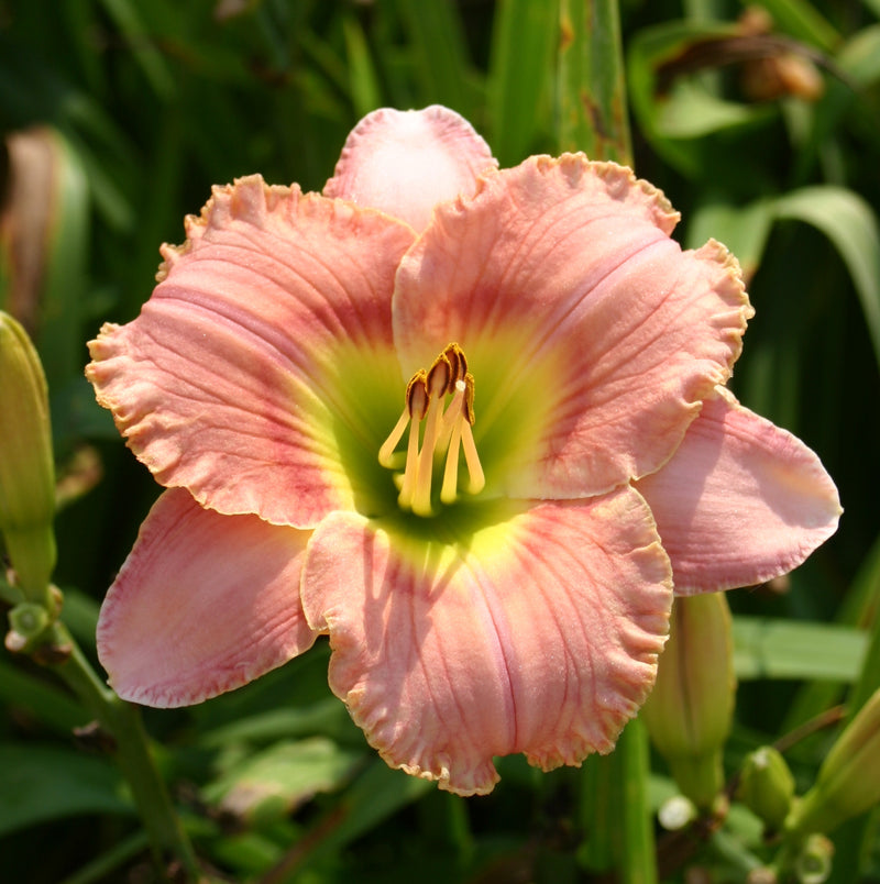 candy lily flower Elegant Candy Daylily