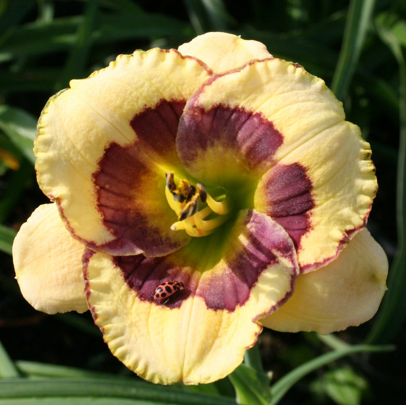 Elfin Envoy Daylily from Oakes Daylilies