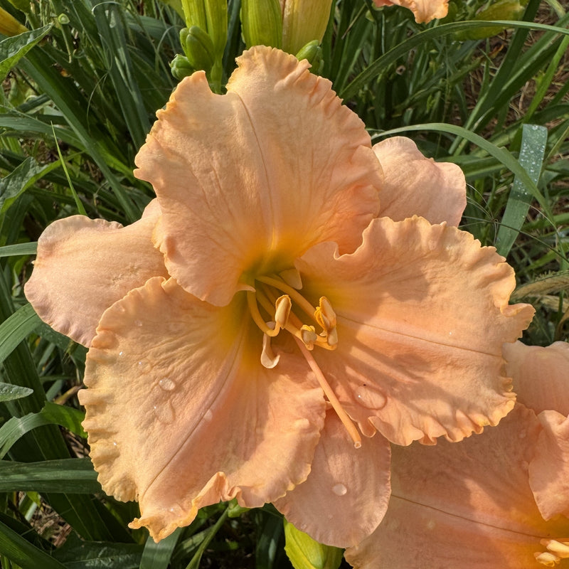 Elizabeth Salter Daylily from Oakes Daylilies