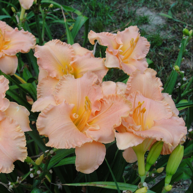 Elizabeth Salter Daylily from Oakes Daylilies