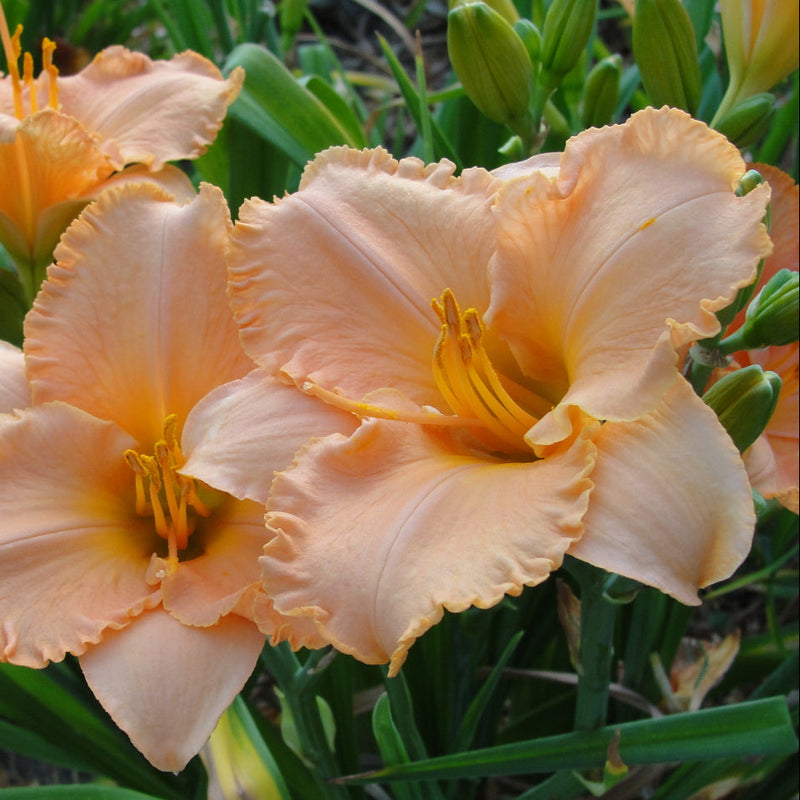 Elizabeth Salter Daylily from Oakes Daylilies