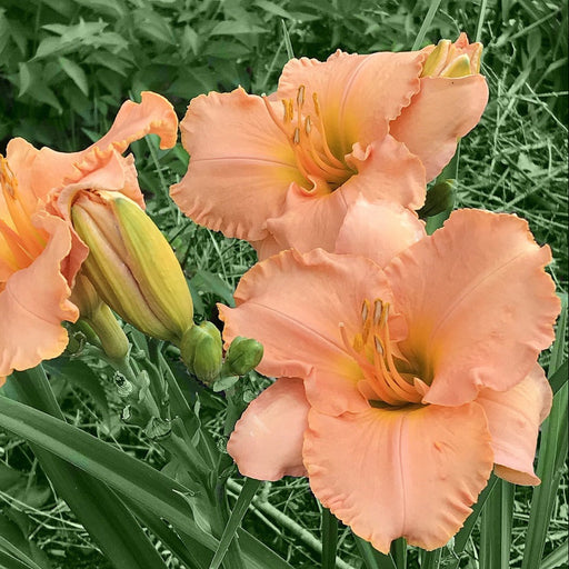 Elizabeth Salter Daylily from Oakes Daylilies