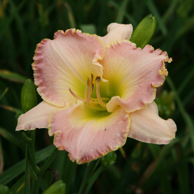 Elusive Happiness Daylily from Oakes Daylilies