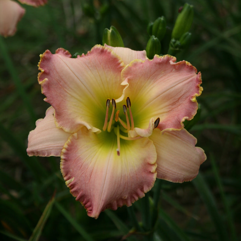 Elusive Happiness Daylily from Oakes Daylilies