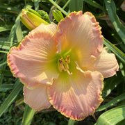 Elusive Happiness Daylily from Oakes Daylilies