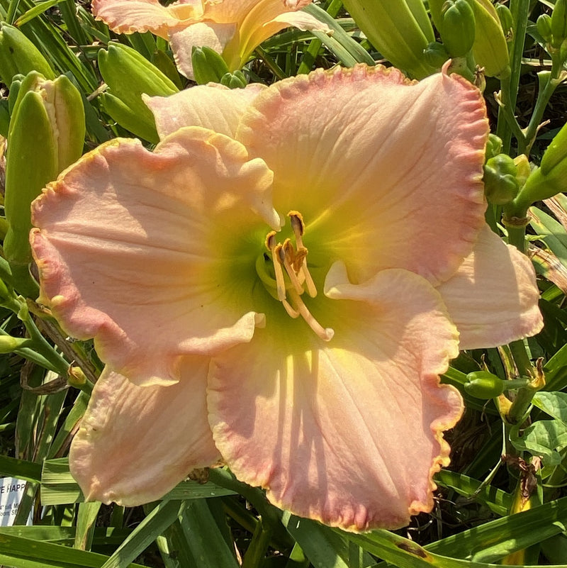 Elusive Happiness Daylily from Oakes Daylilies