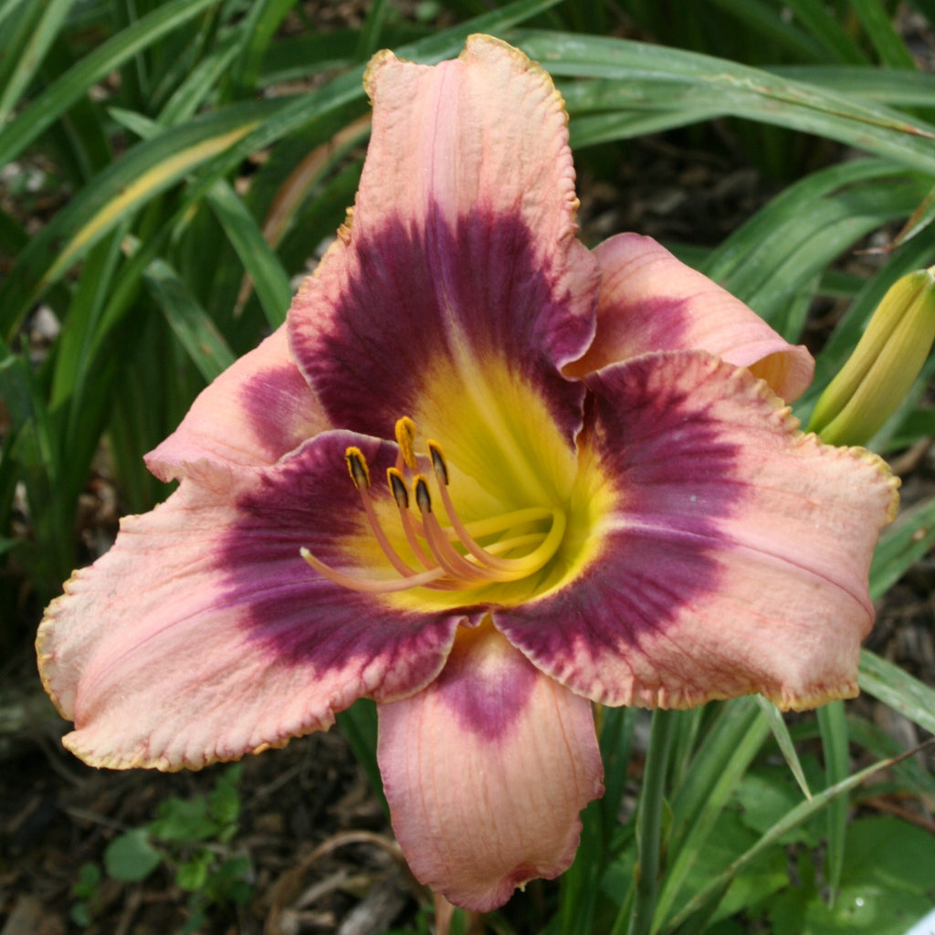 Emperor's Dragon Daylily | Eye-Catching Rebloomer | Oakes Daylilies