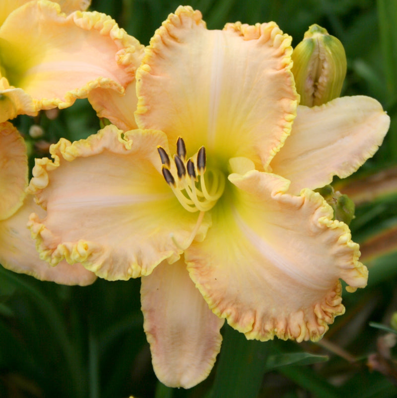 Enchanted April Daylily from Oakes Daylilies