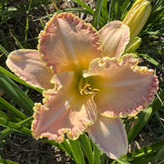 Enchanted April Daylily from Oakes Daylilies