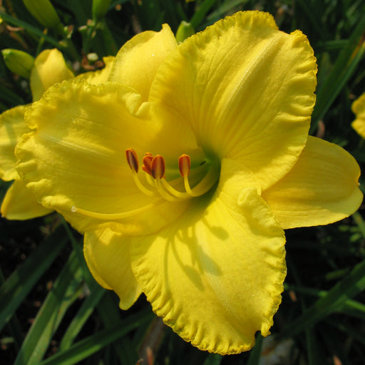 English Witch Daylily from Oakes Daylilies