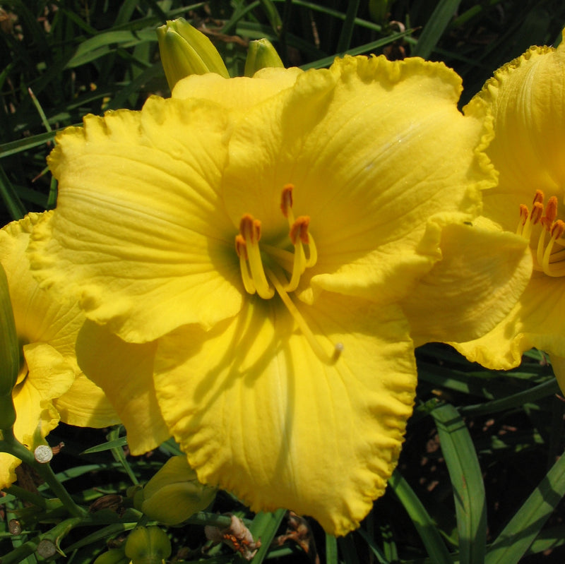 English Witch Daylily from Oakes Daylilies