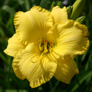English Witch Daylily from Oakes Daylilies