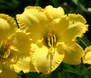 English Witch Daylily from Oakes Daylilies