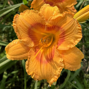 Eternal Point Daylily from Oakes Daylilies