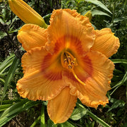 Eternal Point Daylily from Oakes Daylilies