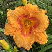 Eternal Point Daylily from Oakes Daylilies