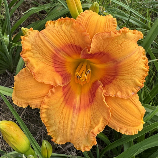 Eternal Point Daylily from Oakes Daylilies