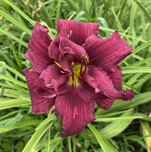 Ethel Wilcox Daylily from Oakes Daylilies