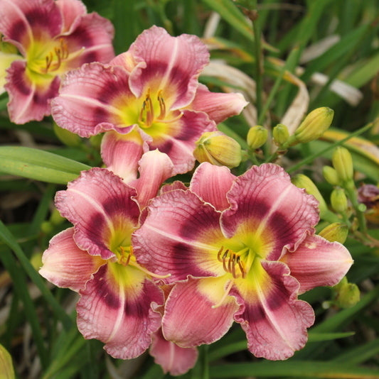 Exotic Candy Daylily | Fragrant Beauty | Oakes Daylilies
