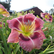 Exotic Candy Daylily from Oakes Daylilies