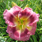 Exotic Candy Daylily from Oakes Daylilies
