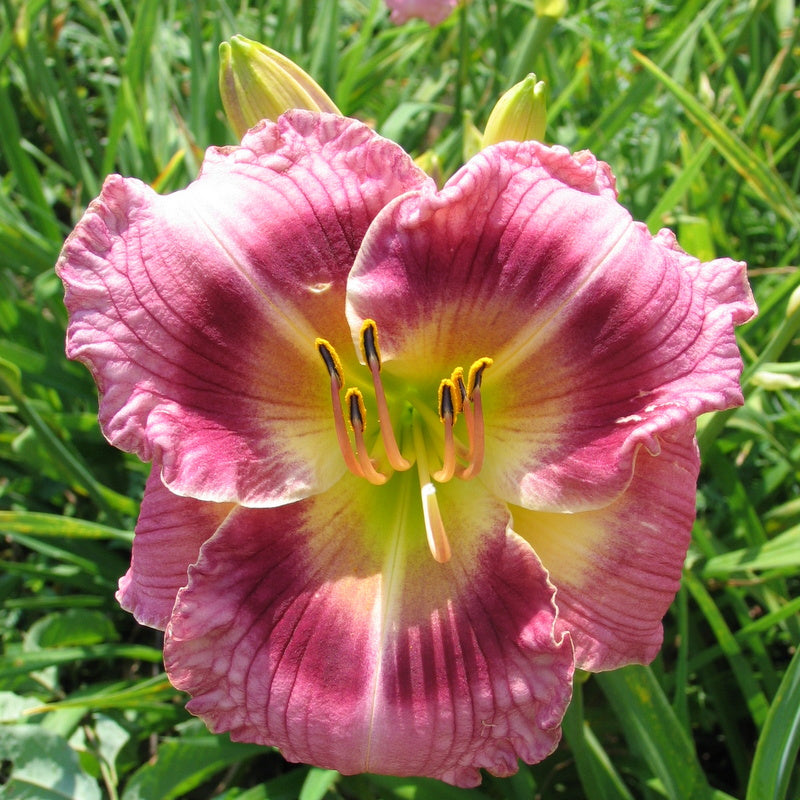 Exotic Candy Daylily from Oakes Daylilies